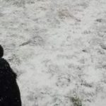 Пъзел за хора с отлично зрение: трябва да откриете кучето