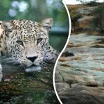 Само човек с очи на ловец ще открие леопарда: само